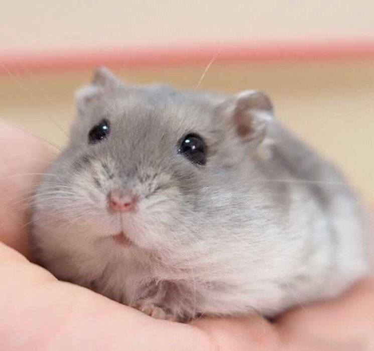 Джунгарские хомячки, хомячата, хомяки, хомяк, карликовые, джунгарики