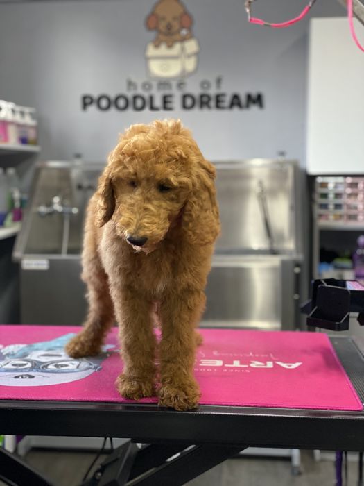 Imperdível!!! Preço especial por 1 semana!!! Linda bebê de Caniche/Poodle Standard procura novo dono!!!
