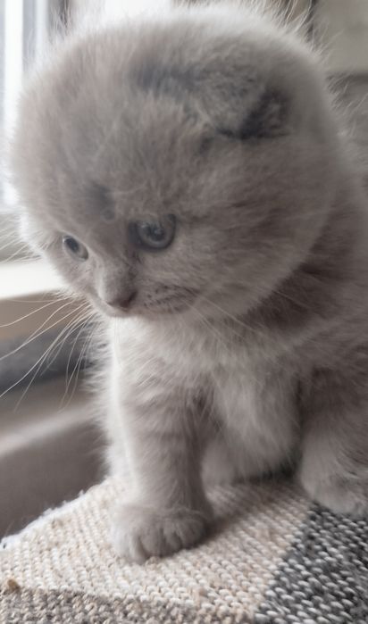 Клубочки щастя...