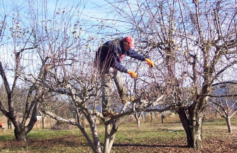 Професійна обрізка саду