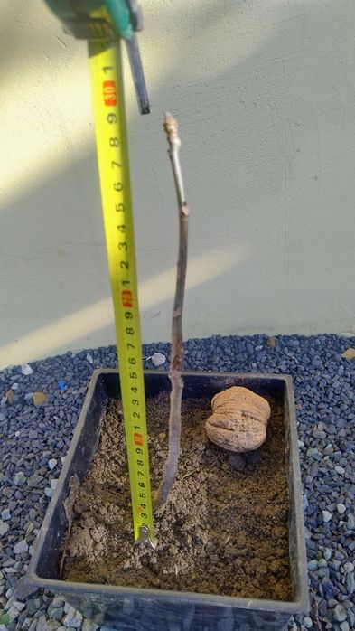 Sadzonka orzech włoski Jacek