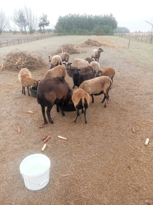 Вівці Камерунської  породи