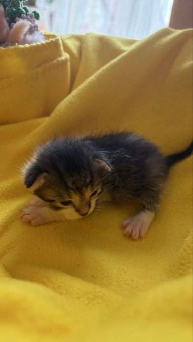 Котики в добрі руки