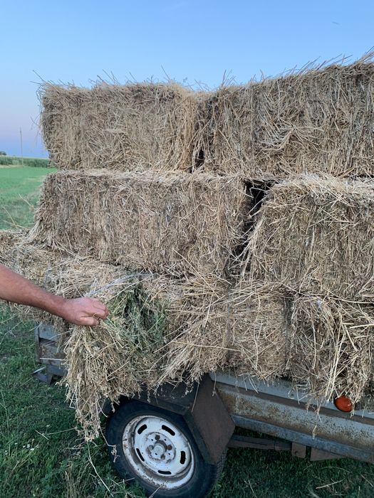 Продам сіно люцерна і лугове