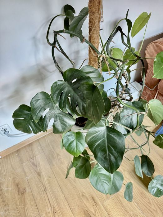 Monstera w donicy