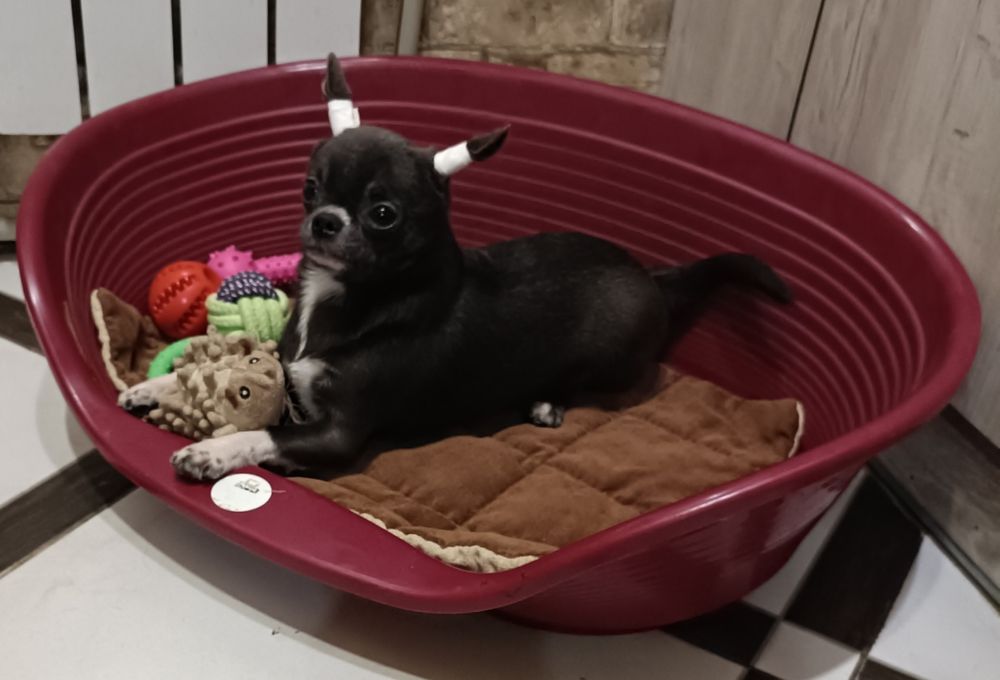 Чишка супер мальчишка!!!