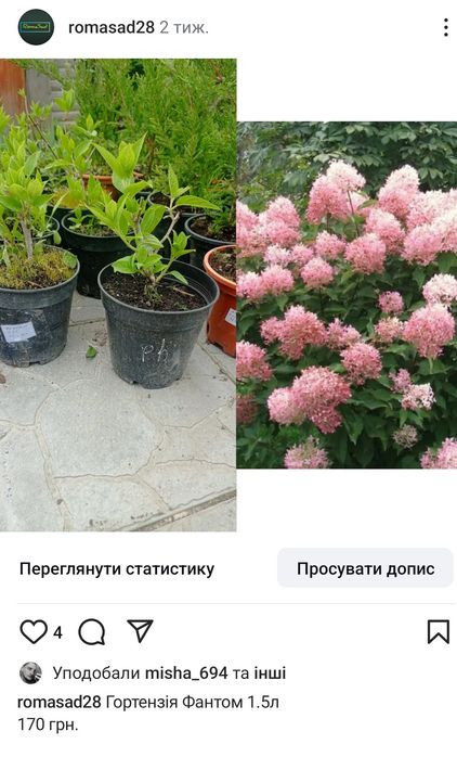 Гортензії різні сорти