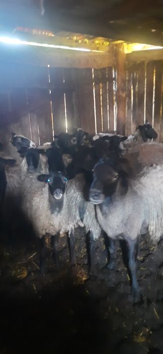 Вівці. Романівської породи. Продається баран.