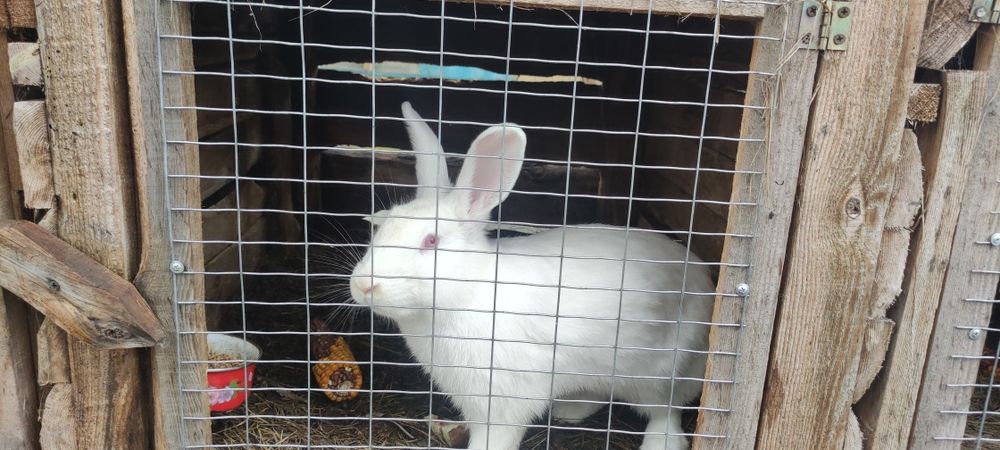 Кролики термонской породы