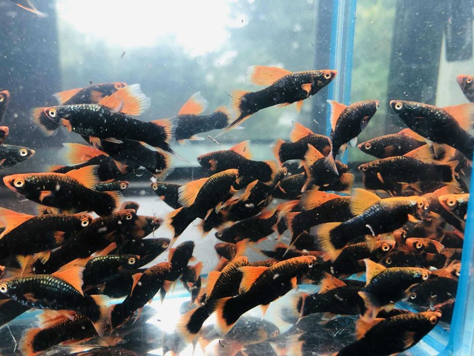 Mieczyk Hamburg Delta czerwony