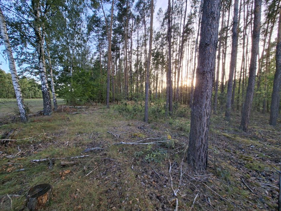 Działka 1500 m² | LAS | Budy Grzybek | Dom jednorodzinny | Media - Widok 2