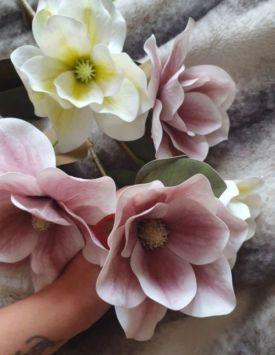 Kwiaty magnolii + gratis