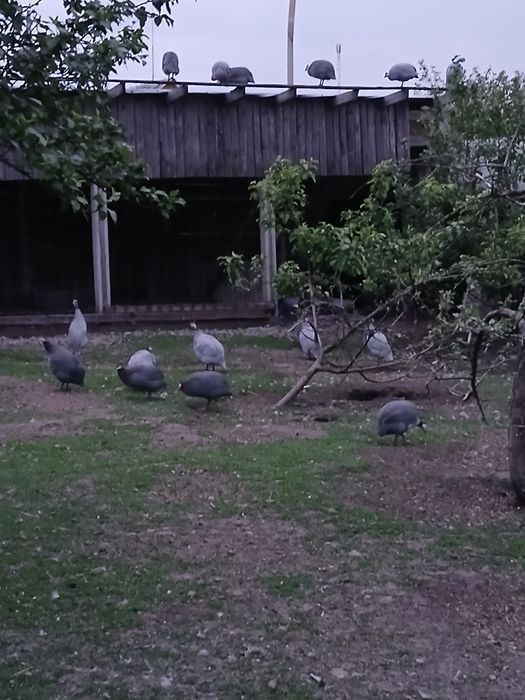 Інкубаційне яйце цесарок