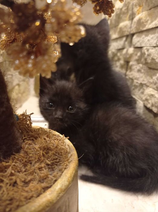 Кошенята безкоштовно