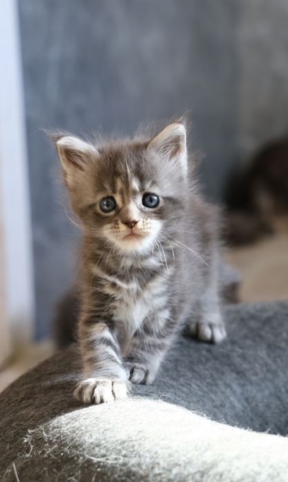 Elly – kotka Maine Coon