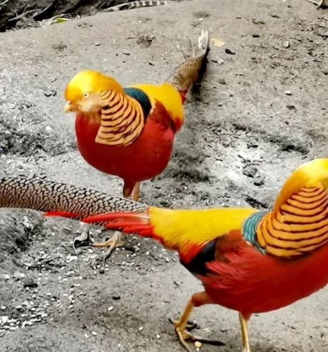 Sprzedam bażanty ine