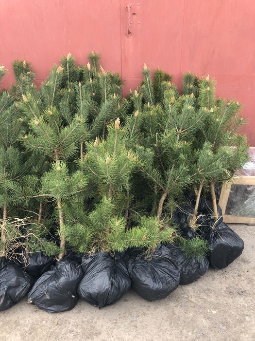 Саженцы сосни Кримской, саджанці Кримської сосни.