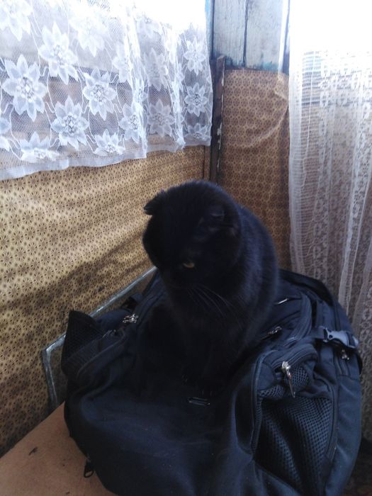 Продам веслоухую британку