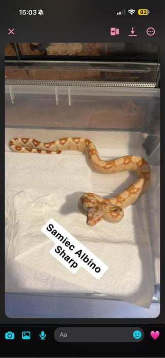 male weze niezbozowe