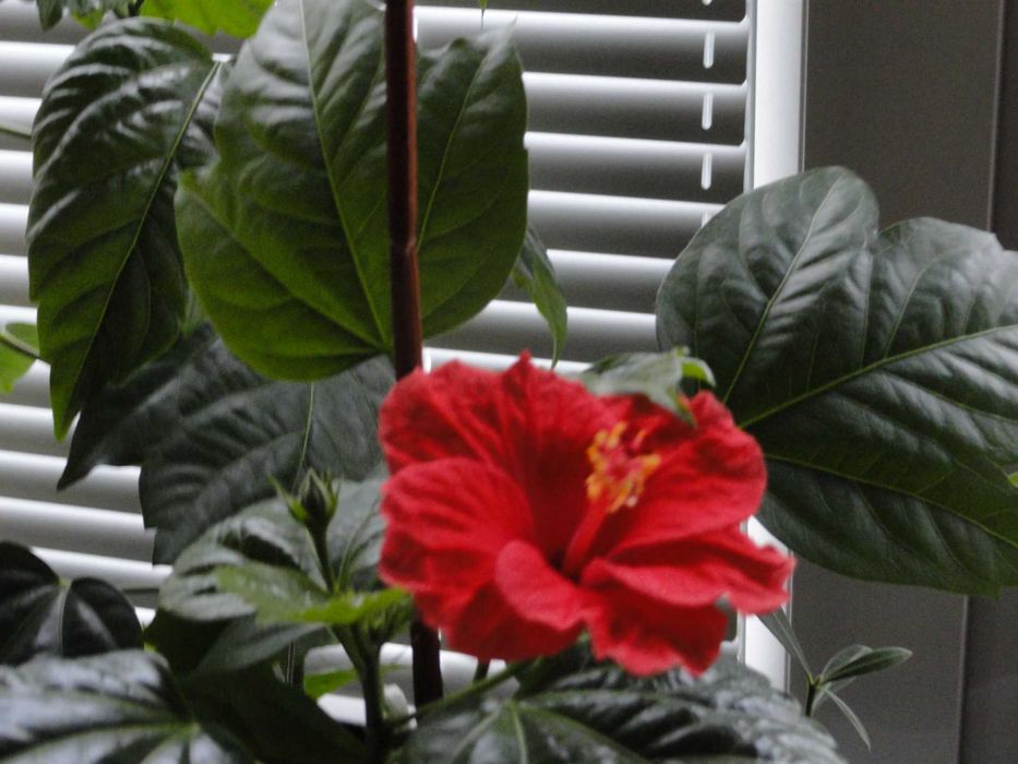 hibiskus / róża chińska / kwiaty doniczkowe