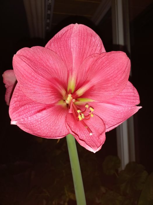 Гіпеаструм, амариллис Laggon