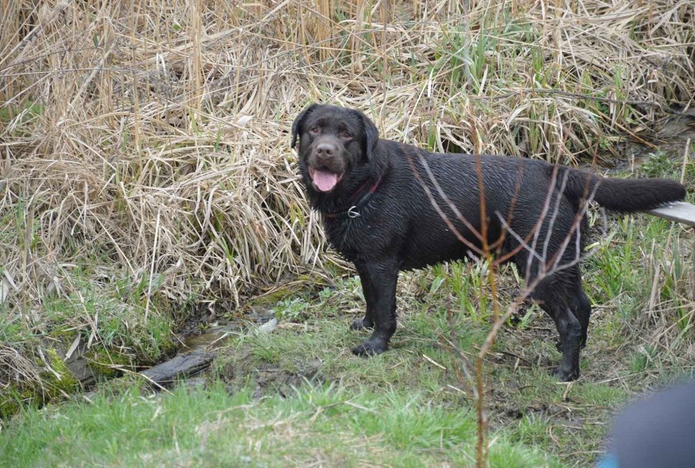 Вязка! Лабрадор шоколадного окраса!