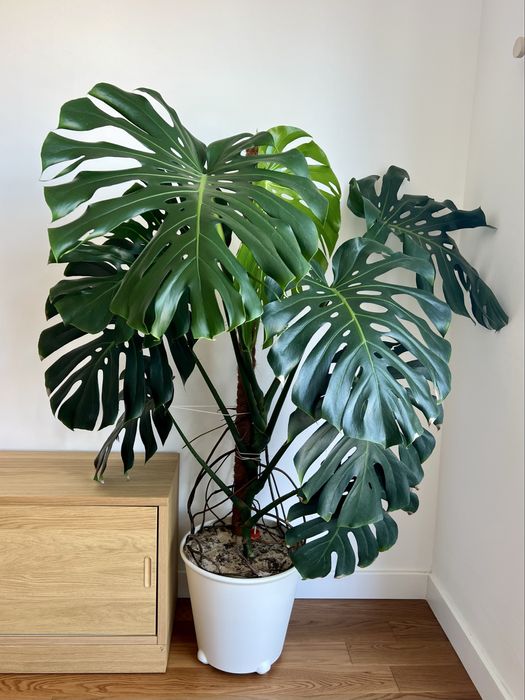 Monstera deliciosa ~1,60m