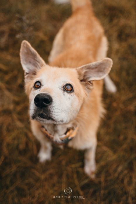 Misiek - nieszczęścia go kochają, ludzie niestety nie...