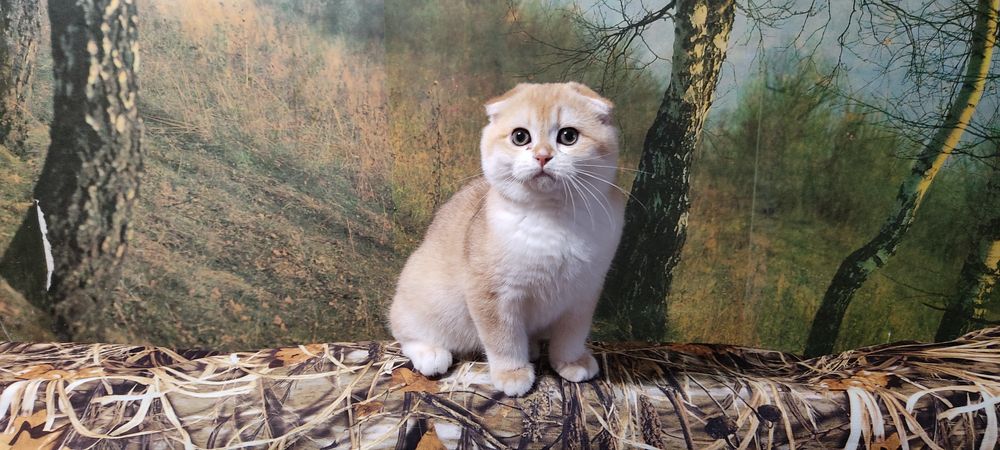 Золоті шиншила вісловухі кошенята