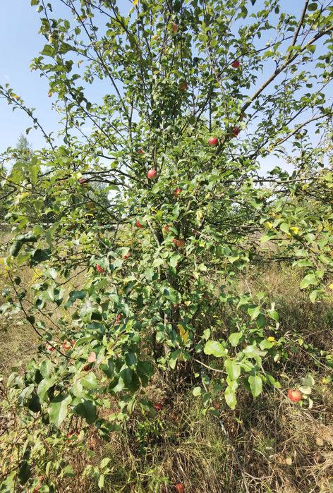 Земля під будівництво