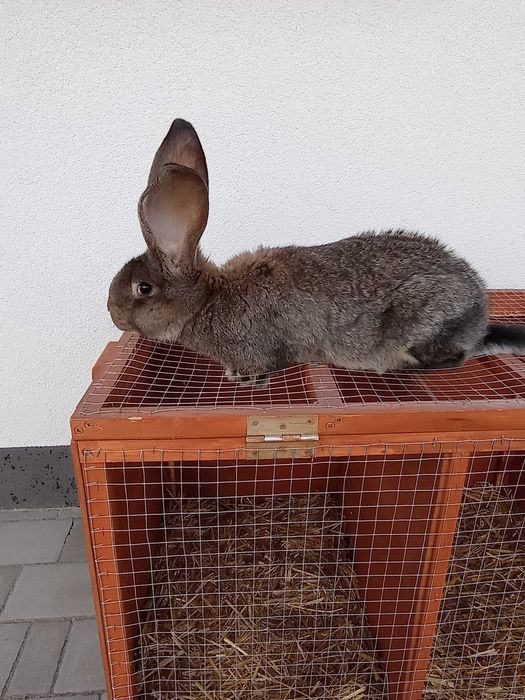 Belgijski olbrzym młodzież