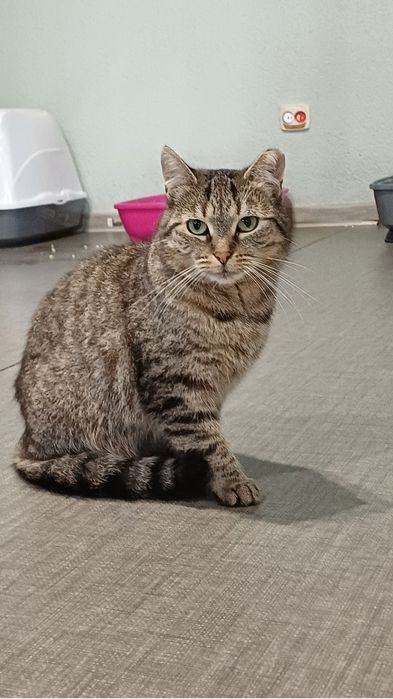 Chilli - kotka do adopcji