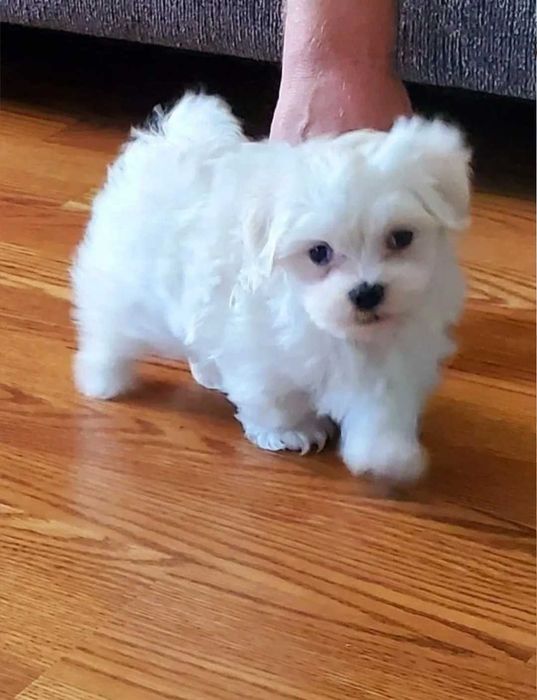 Bichon Maltês MACHO