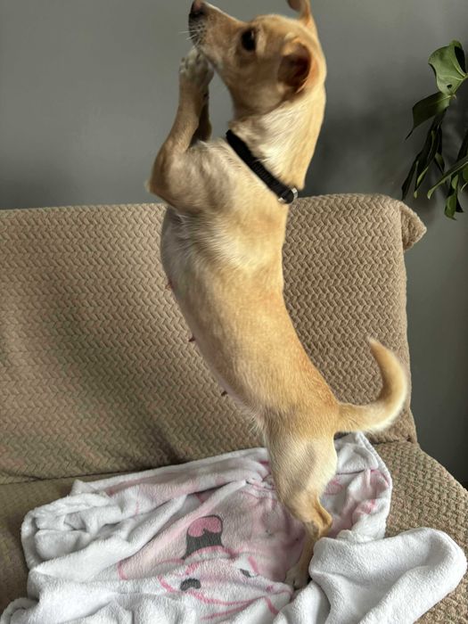 Oddam za darmo w dobre ręce