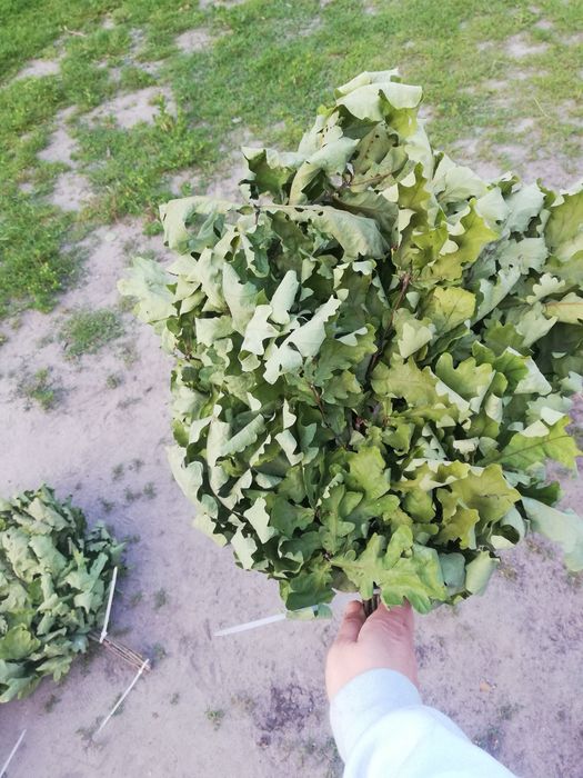 Продам віники для бані дубові та березові