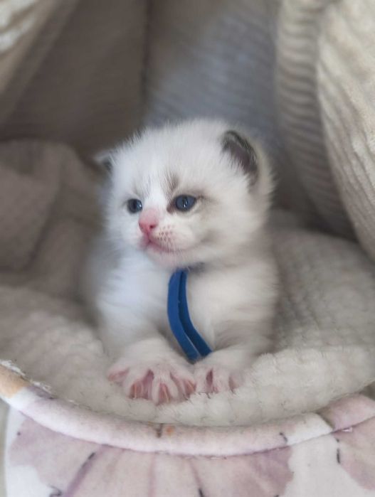 Kocurek rasy Ragdoll.