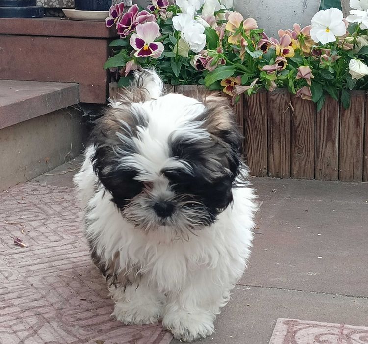 Śliczna suczka  Shih Tzu