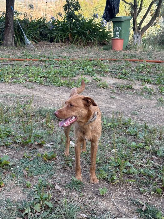 Cão jovem para adoção