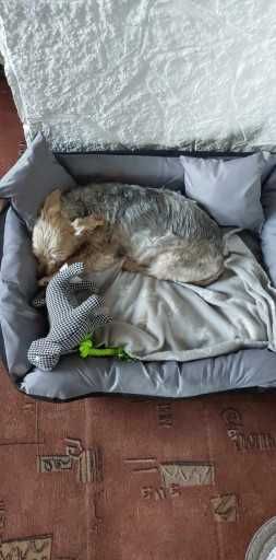 Legowisko dla Psa Kota – Wodoodporne Posłanie 75x65 cm NOWE