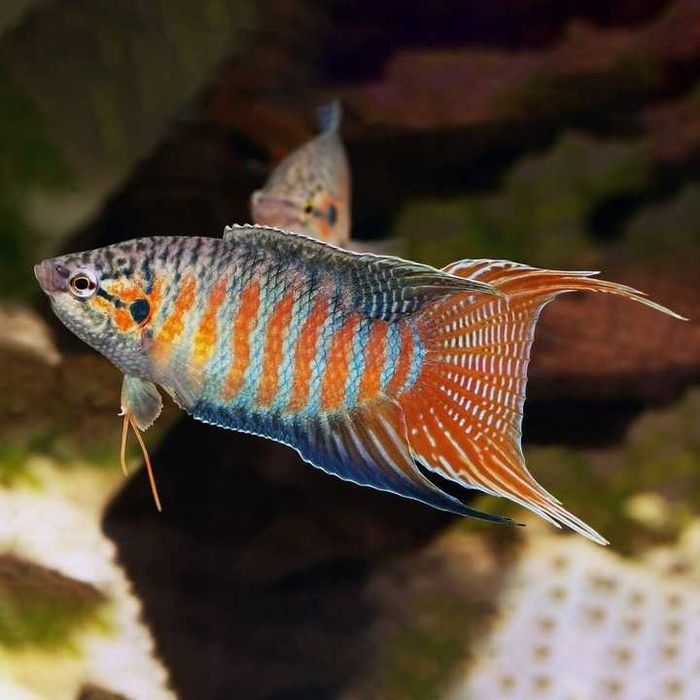 GB Wielkopłetw Wspaniały - dowóz ryb!