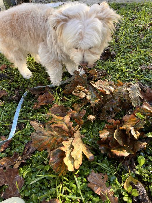 Pet sitting & Home care Lisboa/Telheiras