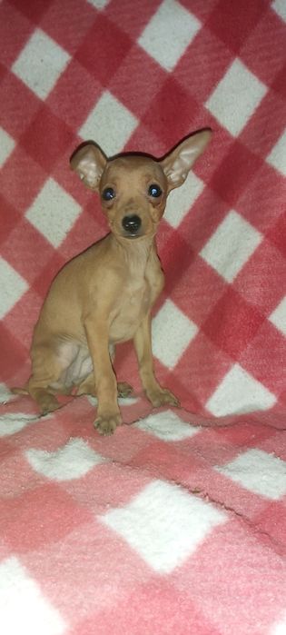 Pinscher miniatura