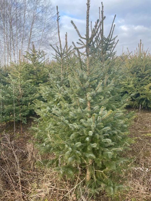 Świerk serbski sadzonki