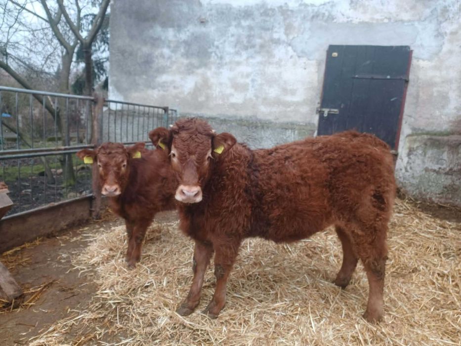 odsadki 100% Limousine Jałówki PZHIPBM