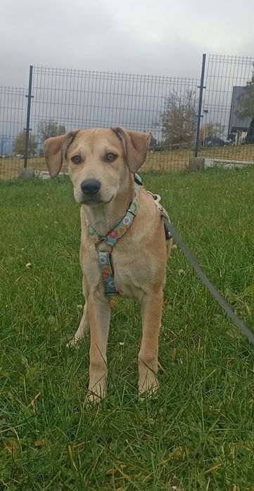 Super szczeniak poleca się do adopcji.