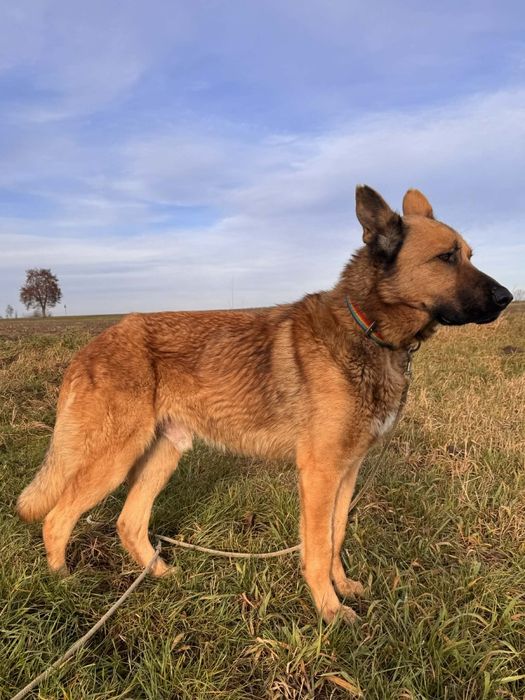 Rocky dużych rozmiarów towarzyski pies