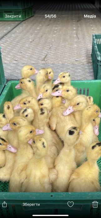 Курчата під замовлення