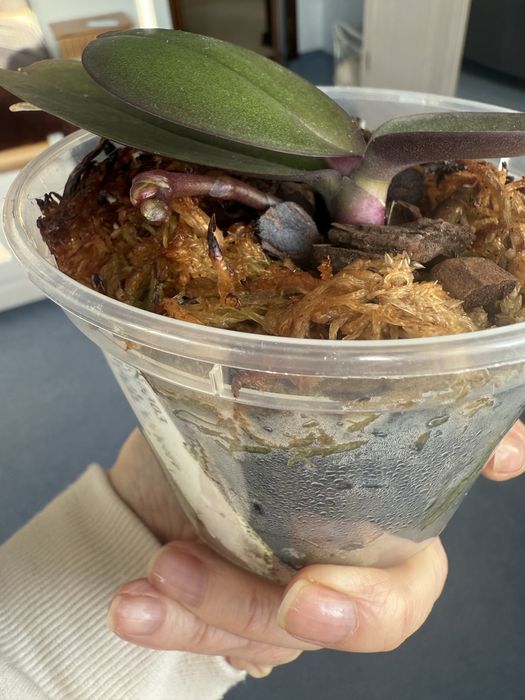 Орхідея підліток Unicorn (єдиноріг) з квітконосом