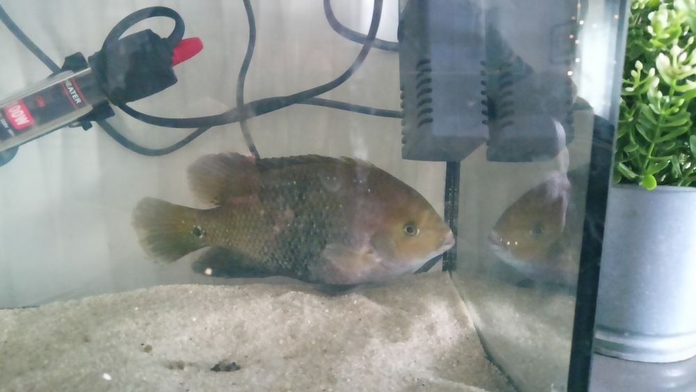 Vieja synspilum beluze 10cm