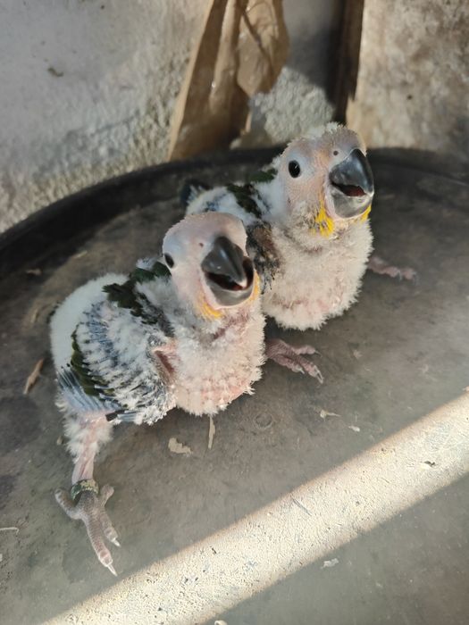 Tenho uma  Aratinga sol para ceder .